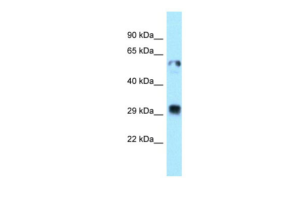 1 - TMX1 antibody - C-terminal region AI14893