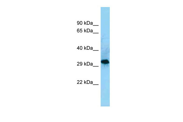 1 - CD86 antibody - C-terminal region AI14904