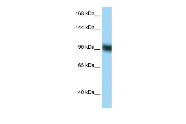 1 - ZFP62 antibody - C-terminal region AI14921