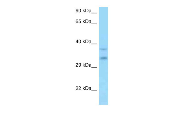 1 - C9orf30 antibody - middle region AI14922