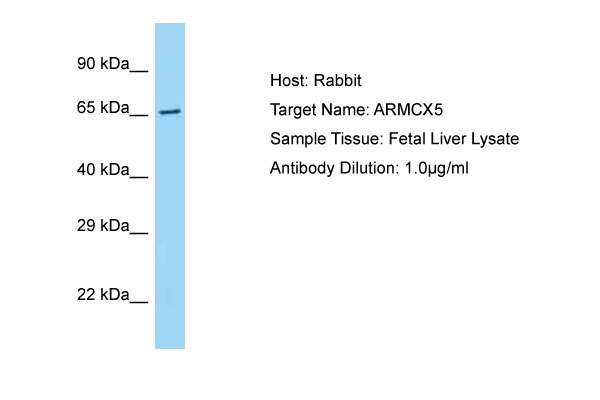 1 - ARMCX5 Antibody - C-terminal region AI14925