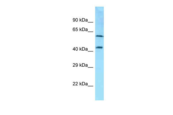1 - SDC3 Antibody - C-terminal region AI14940