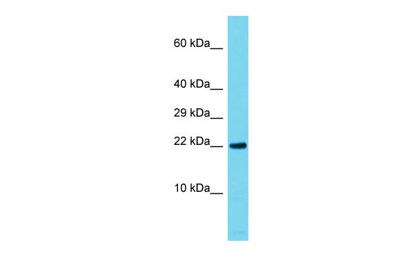 1 - Rap1a Antibody - C-terminal region AI14958
