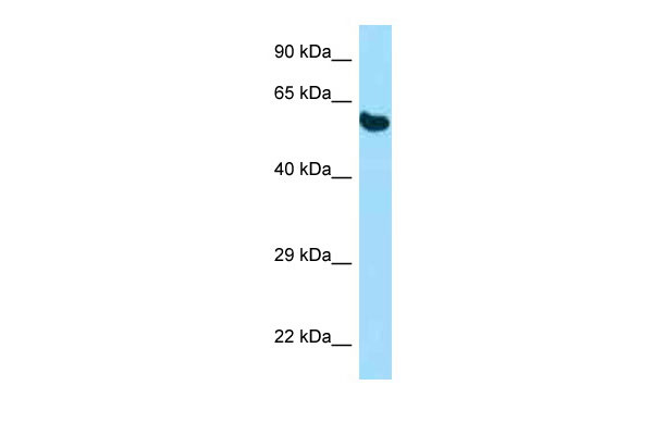 1 - Pdia3 antibody - N-terminal region AI14980