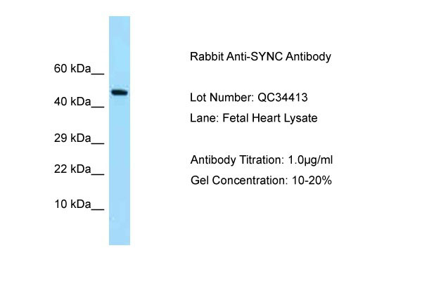 1 - SYNC antibody - N-terminal region AI14992