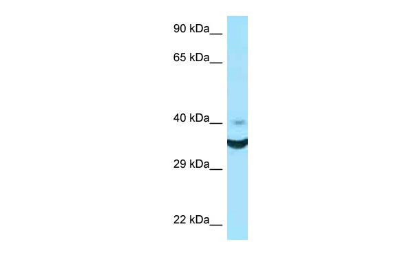 1 - NCR1 antibody - N-terminal region AI15000