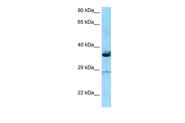 1 - INF2 antibody - C-terminal region AI15001