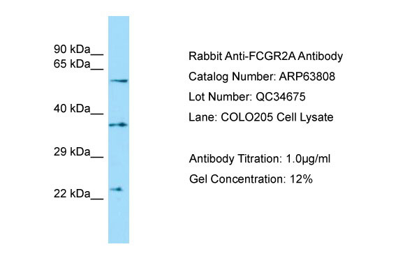 1 - FCGR2A antibody - C-terminal region AI15022