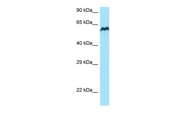 1 - BCMO1 antibody - C-terminal region AI15065