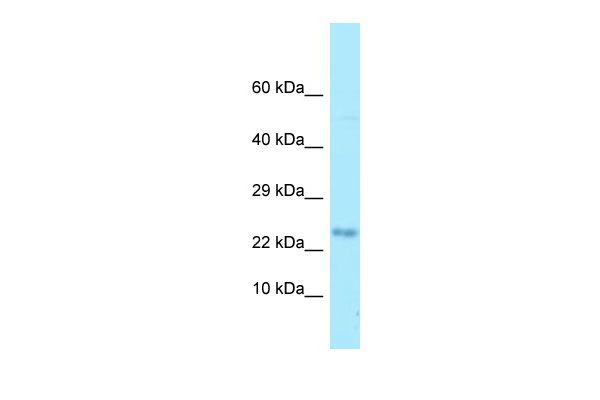 1 - MOBP Antibody - N-terminal region AI15080