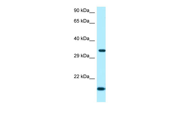 1 - ORC5 antibody - C-terminal region AI15089