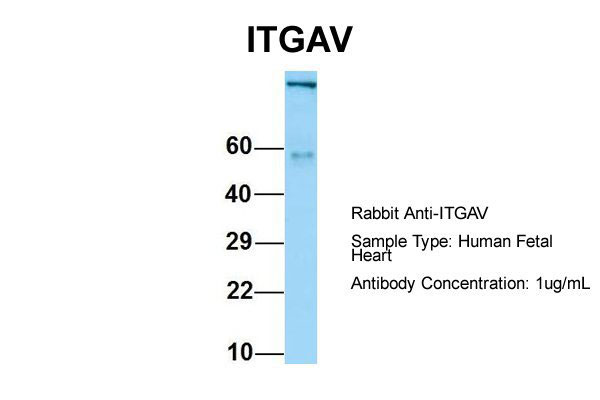 1 - ITGAV Antibody - C-terminal region AI15122