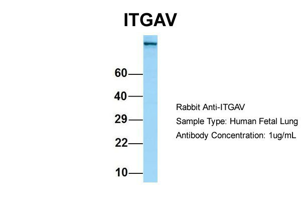 1 - ITGAV Antibody - C-terminal region AI15122