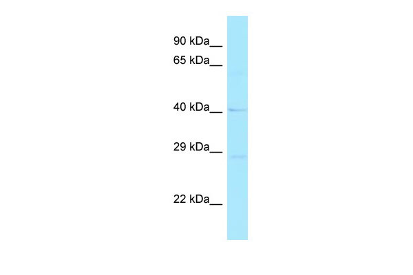 1 - RND2 antibody - C-terminal region AI15145
