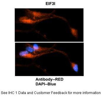 2 - EIF3I antibody - C-terminal region AI15162