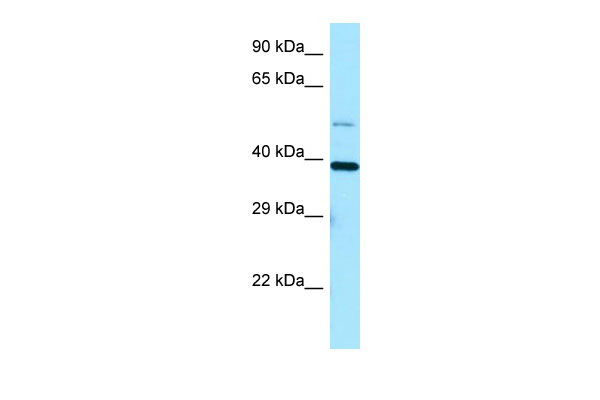 1 - EIF3I antibody - C-terminal region AI15162