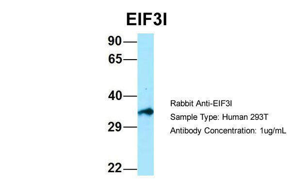 1 - EIF3I antibody - C-terminal region AI15162