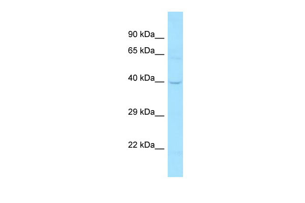 1 - DCLK1 Antibody - C-terminal region AI15168