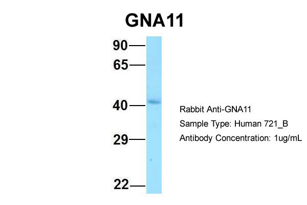 1 - GNA11 antibody - C-terminal region AI15176
