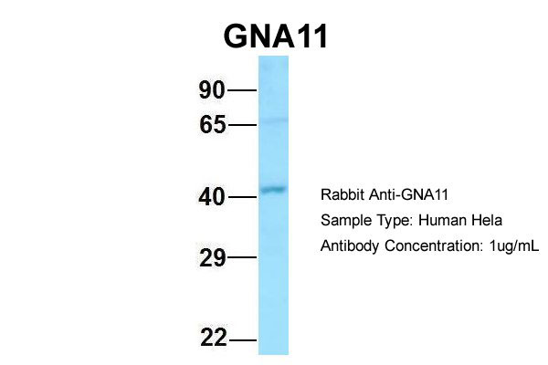 1 - GNA11 antibody - C-terminal region AI15176