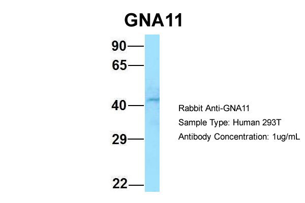 1 - GNA11 antibody - C-terminal region AI15176