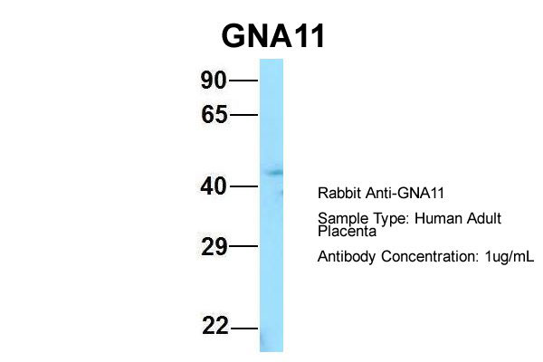 1 - GNA11 antibody - C-terminal region AI15176