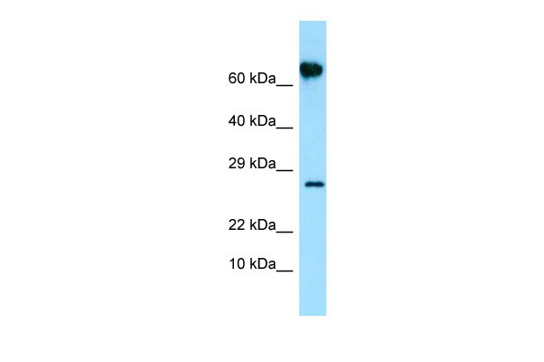 1 - FKBP10 antibody - N-terminal region AI15187