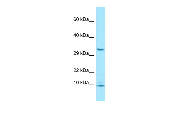 1 - PDE6G antibody - N-terminal region AI15196