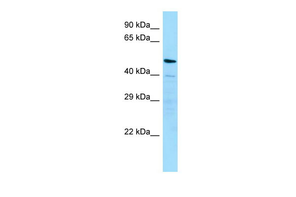 1 - MATN4 antibody - N-terminal region AI15216