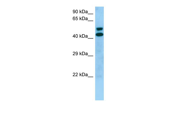 1 - STK19 Antibody - middle region AI15239