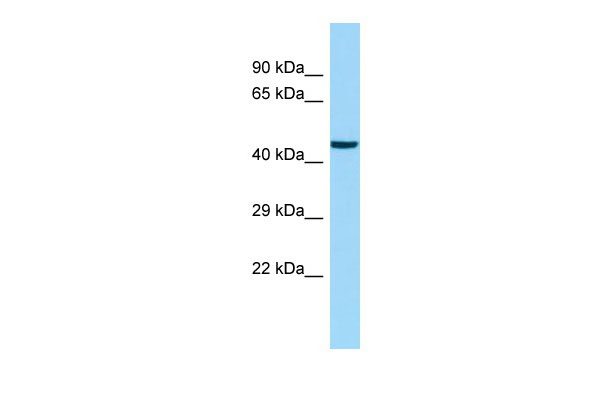 1 - EEFSEC Antibody - C-terminal region AI15253