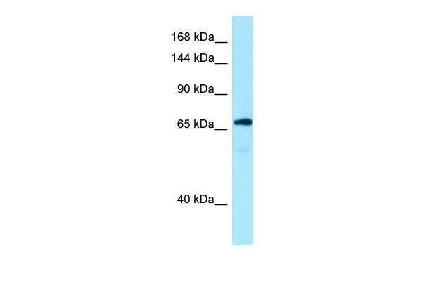 1 - MON2 Antibody - C-terminal region AI15276