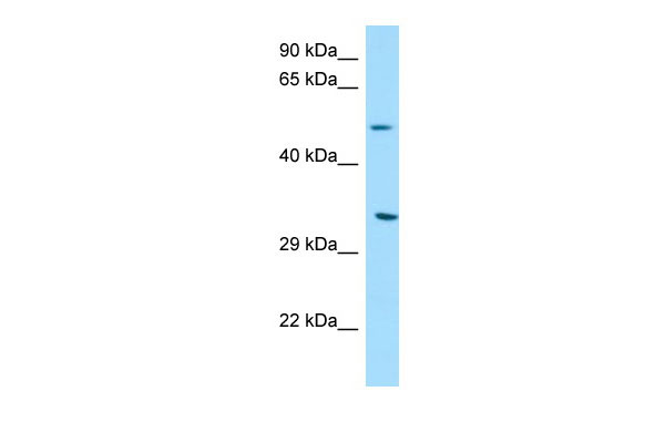 1 - DPAGT1 Antibody - C-terminal region AI15299