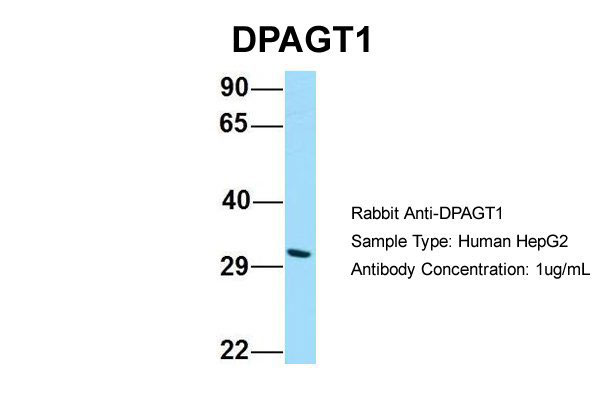 1 - DPAGT1 Antibody - C-terminal region AI15299