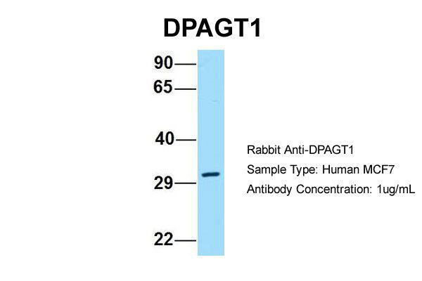 1 - DPAGT1 Antibody - C-terminal region AI15299