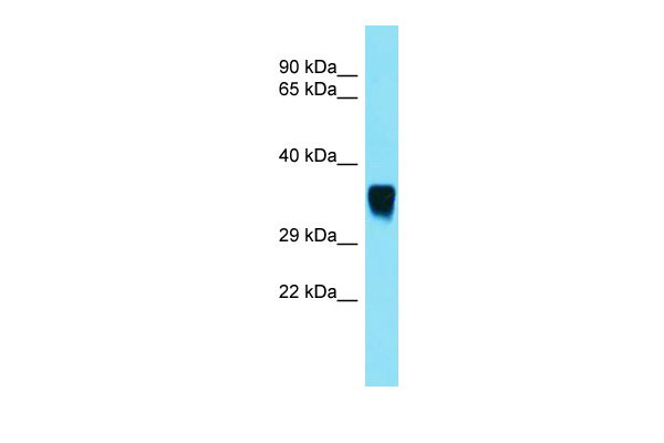 1 - Snx15 Antibody - C-terminal region AI15319