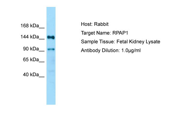 1 - RPAP1 Antibody - N-terminal region AI15408