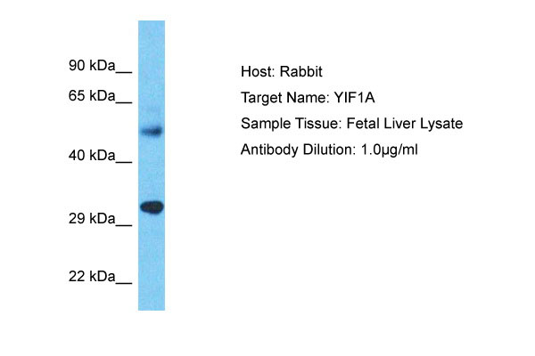 1 - YIF1A Antibody - C-terminal region AI15417