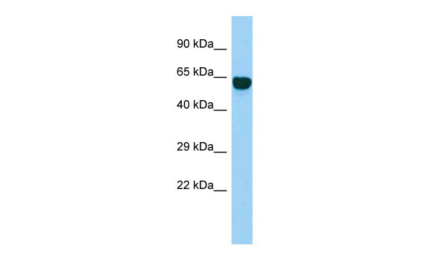 1 - SYT14 Antibody - middle region AI15538