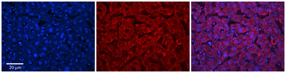 2 - ABHD14A Antibody - C-terminal region AI15549