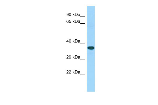 1 - C15orf52 Antibody - C-terminal region AI15574