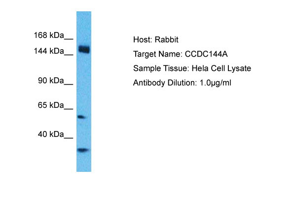 1 - CCDC144A Antibody - C-terminal region AI15625