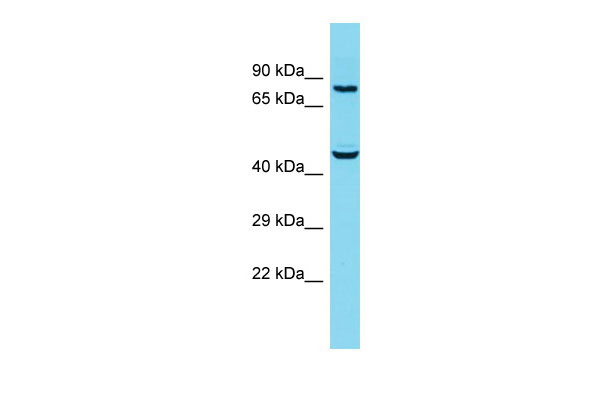 1 - SUSD5 Antibody - middle region AI15633