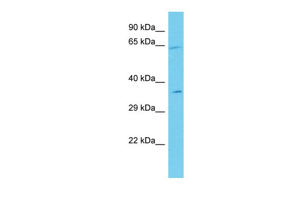 1 - ANKRD55 Antibody - C-terminal region AI15676