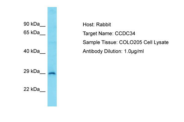 1 - CCDC34 Antibody - C-terminal region AI15710
