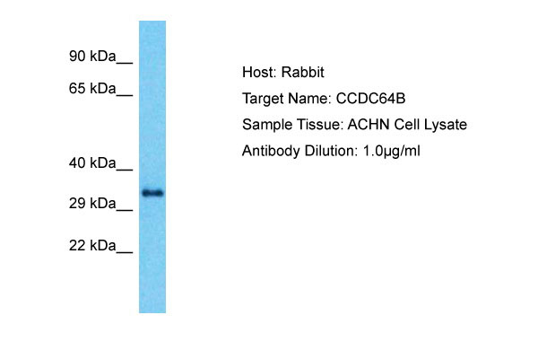 1 - CCDC64B Antibody - N-terminal region AI15738