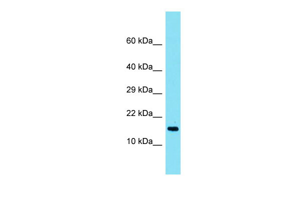 1 - TMEM190 Antibody - C-terminal region AI15740