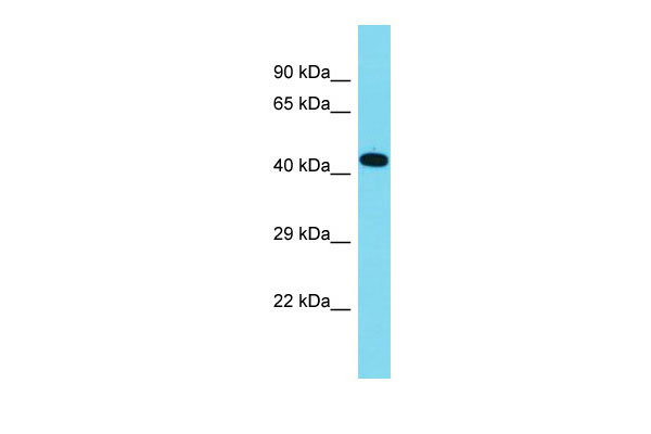 1 - C16orf91 Antibody - C-terminal region AI15756