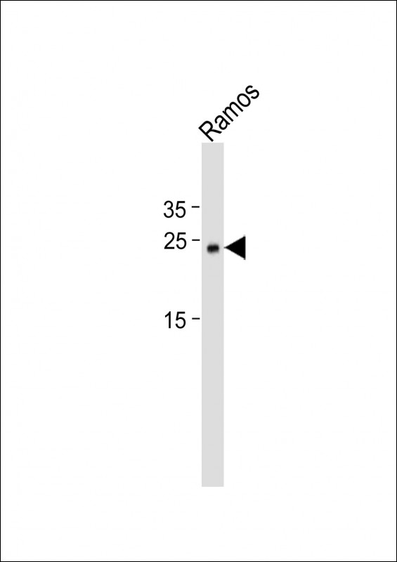 1 - MSC Antibody (C-term) AP17919B