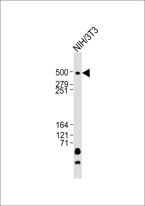1 - (Mouse) Trrap Antibody (C-term) AP21554b